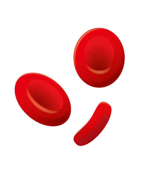 赤血球（ヒト）