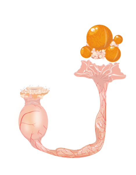 卵巣と卵管（ニワトリ）